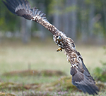 BB 09 0084 / Haliaeetus albicilla / Havørn